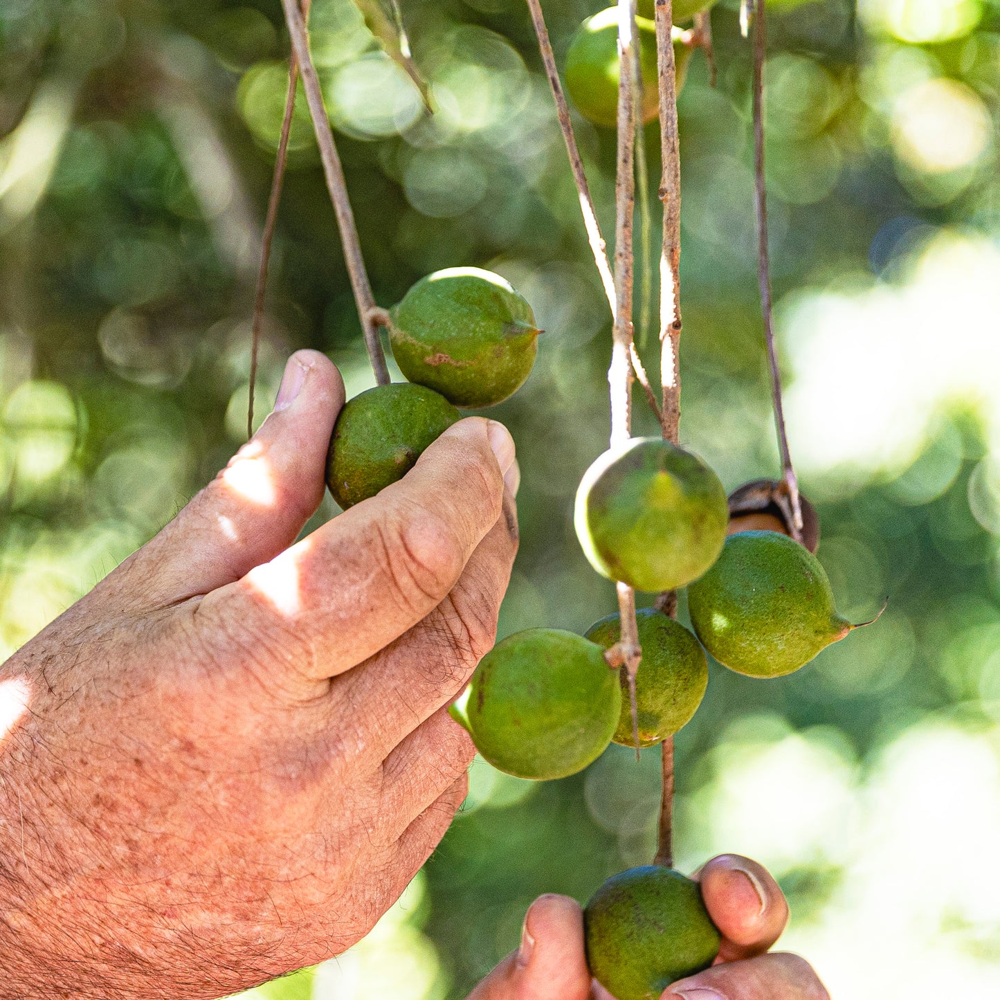 Macadamias in the field