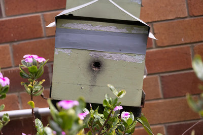 Small Bees, Important Job: Meet Australia's Native Stingless Bees