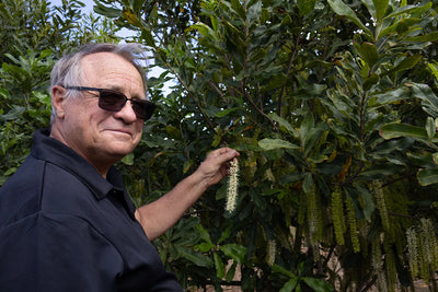 Where Does a Macadamia Begin? It Starts with a Flower