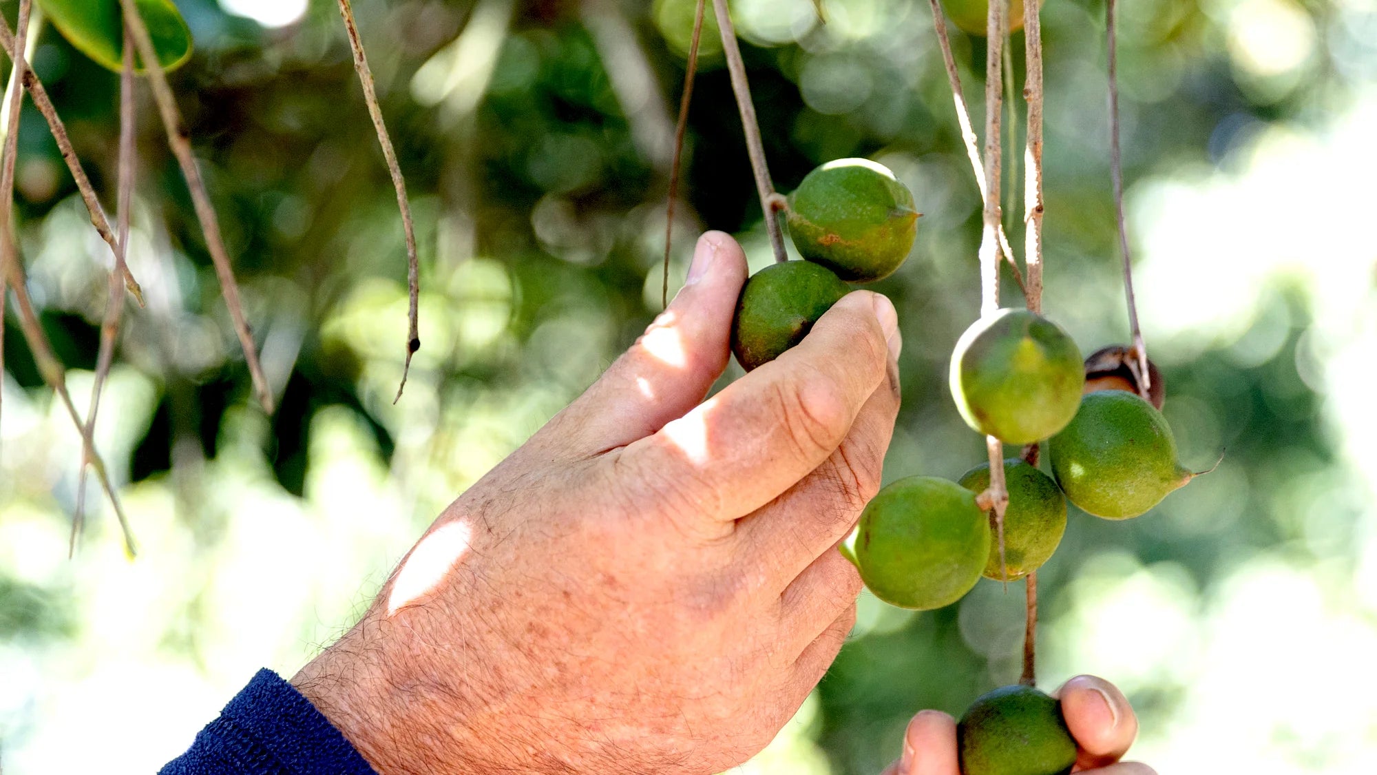Hand picking macadamia nuts from tree