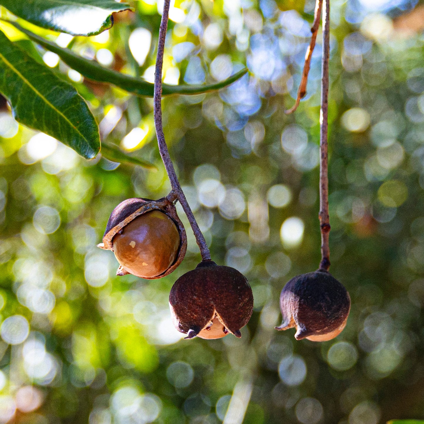 Dry Roasted Golden Crunch Macadamias
