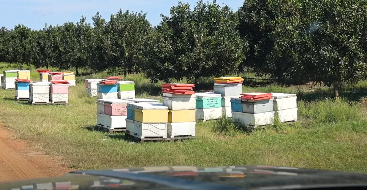 Colorful bee hives in a field with trees in the background