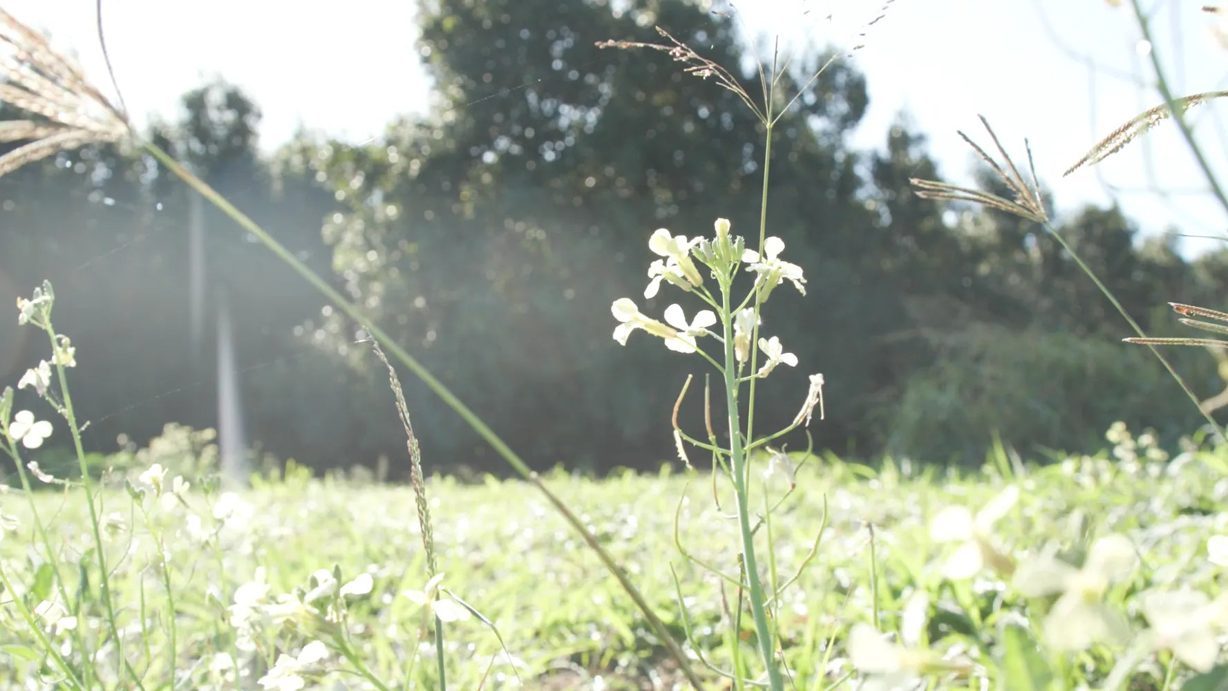 White flowers in a field with a blurred background